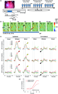 Neurovascular coupling during optogenetic functional activation: Local and remote stimulus-response characteristics, and uncoupling by spreading depression